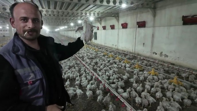 Tavuk Üretimi Belgeseli: Gerçekler ve Kritik Süreçler [2026] - Kapak Görseli