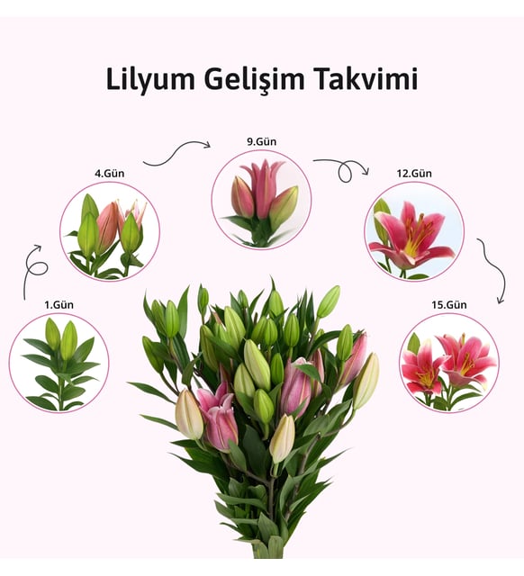 Tatlı Lillie Çıkış Tarihi: Doğru Bilgi ve Kritik Detaylar [2026]